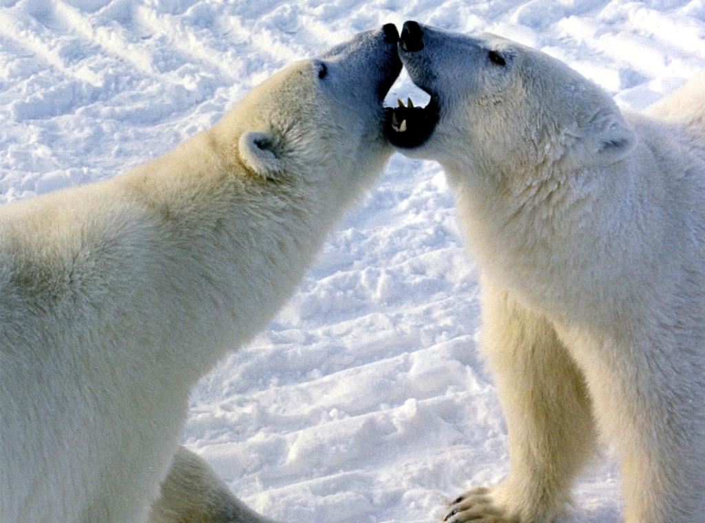 Polar bears engaged in play fight in Churchill, Canada.