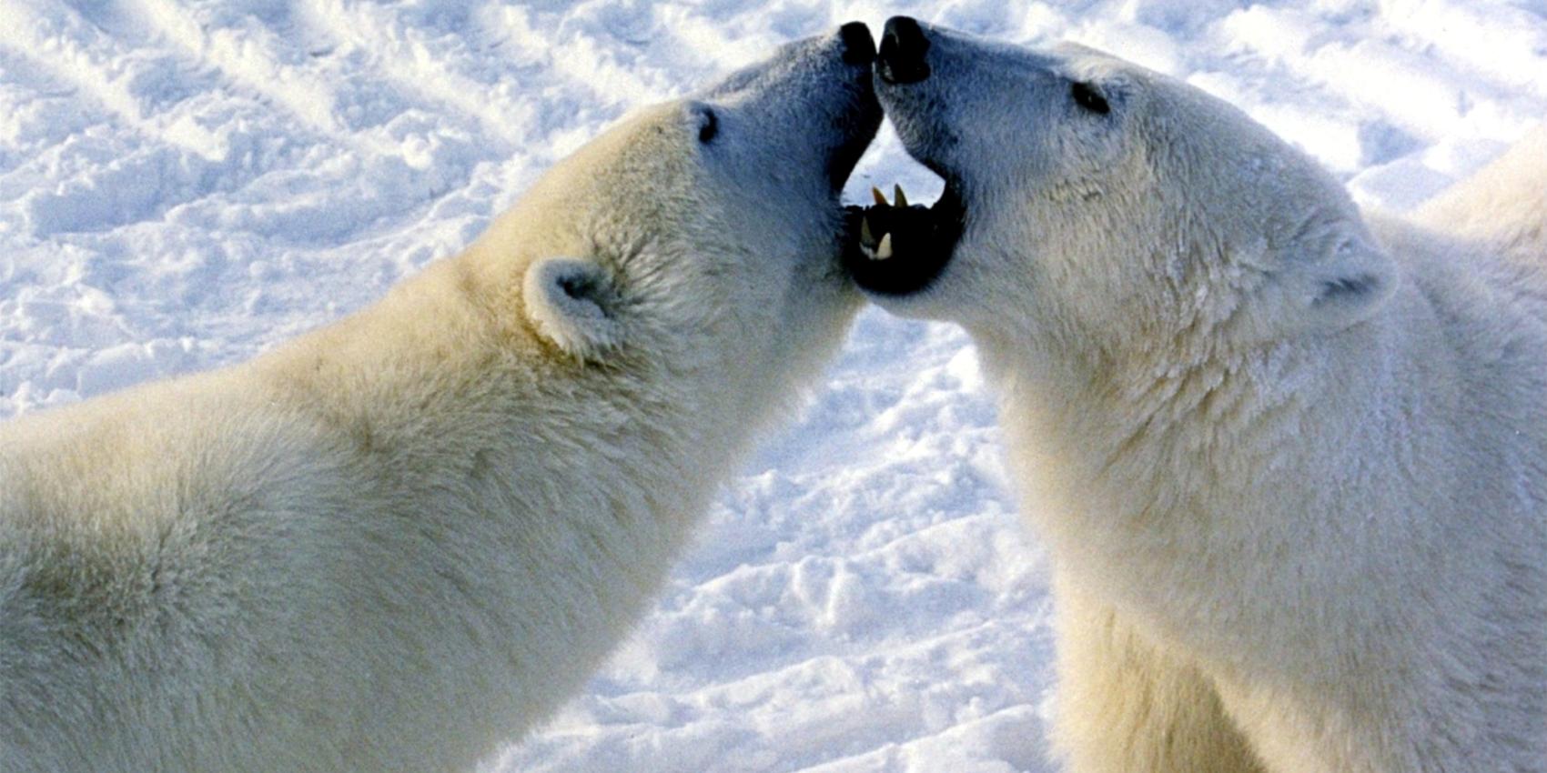 Polar bears engaged in play fight in Churchill, Canada.