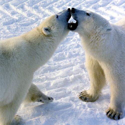 Polar bears engaged in play fight in Churchill, Canada.