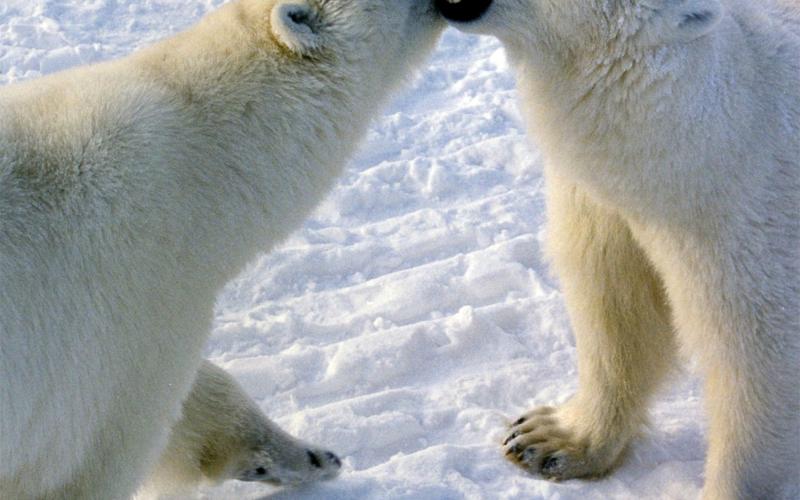  Polar bears engaged in play fight in Churchill, Canada.
