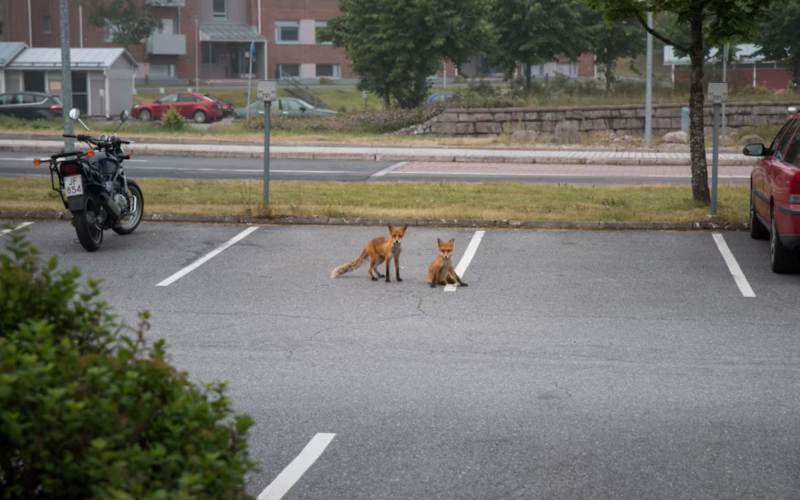 Zwei Füchse auf einem Parkplatz