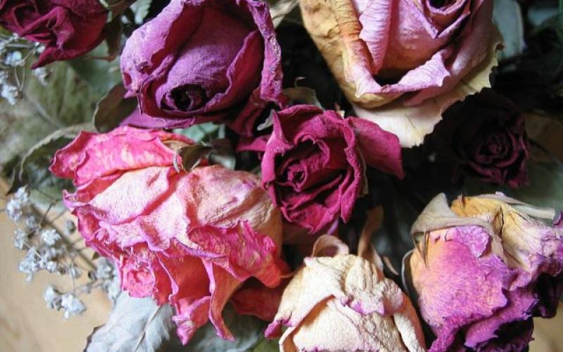 Trockenblumen (Rosen)