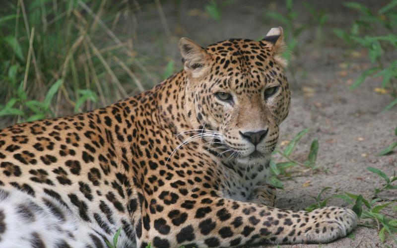 Leopard