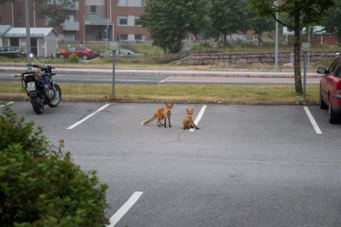 Zwei Füchse auf einem Parkplatz