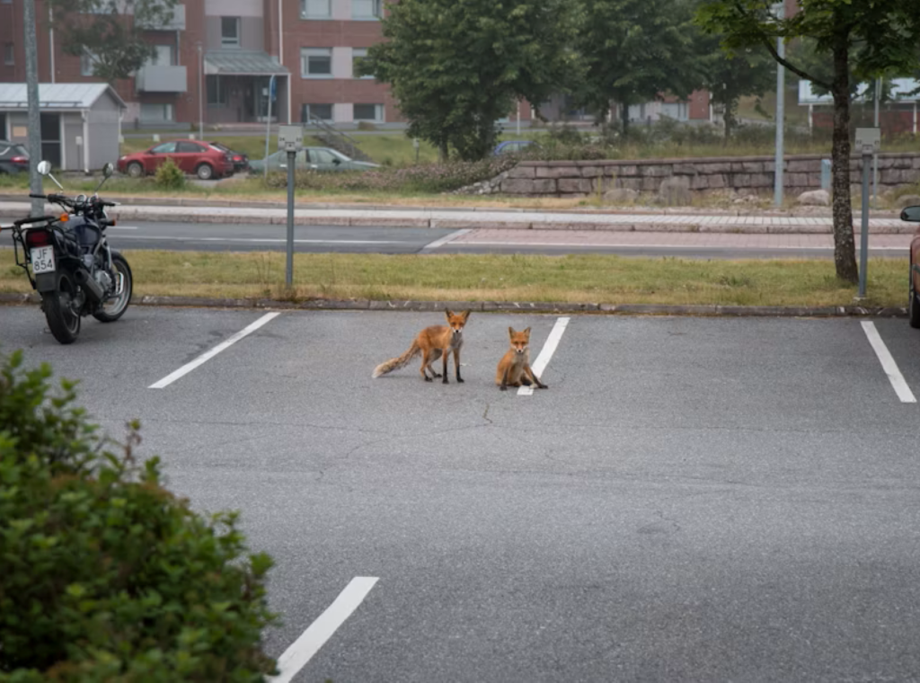 Zwei Füchse auf einem Parkplatz