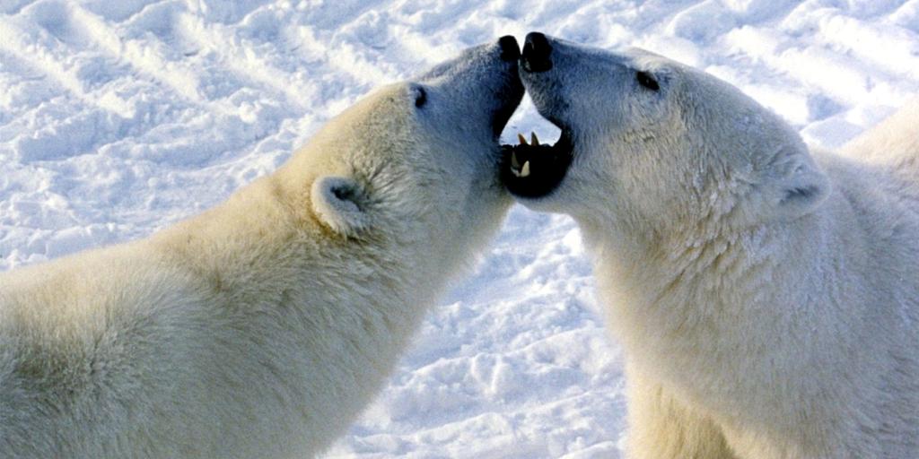  Polar bears engaged in play fight in Churchill, Canada.