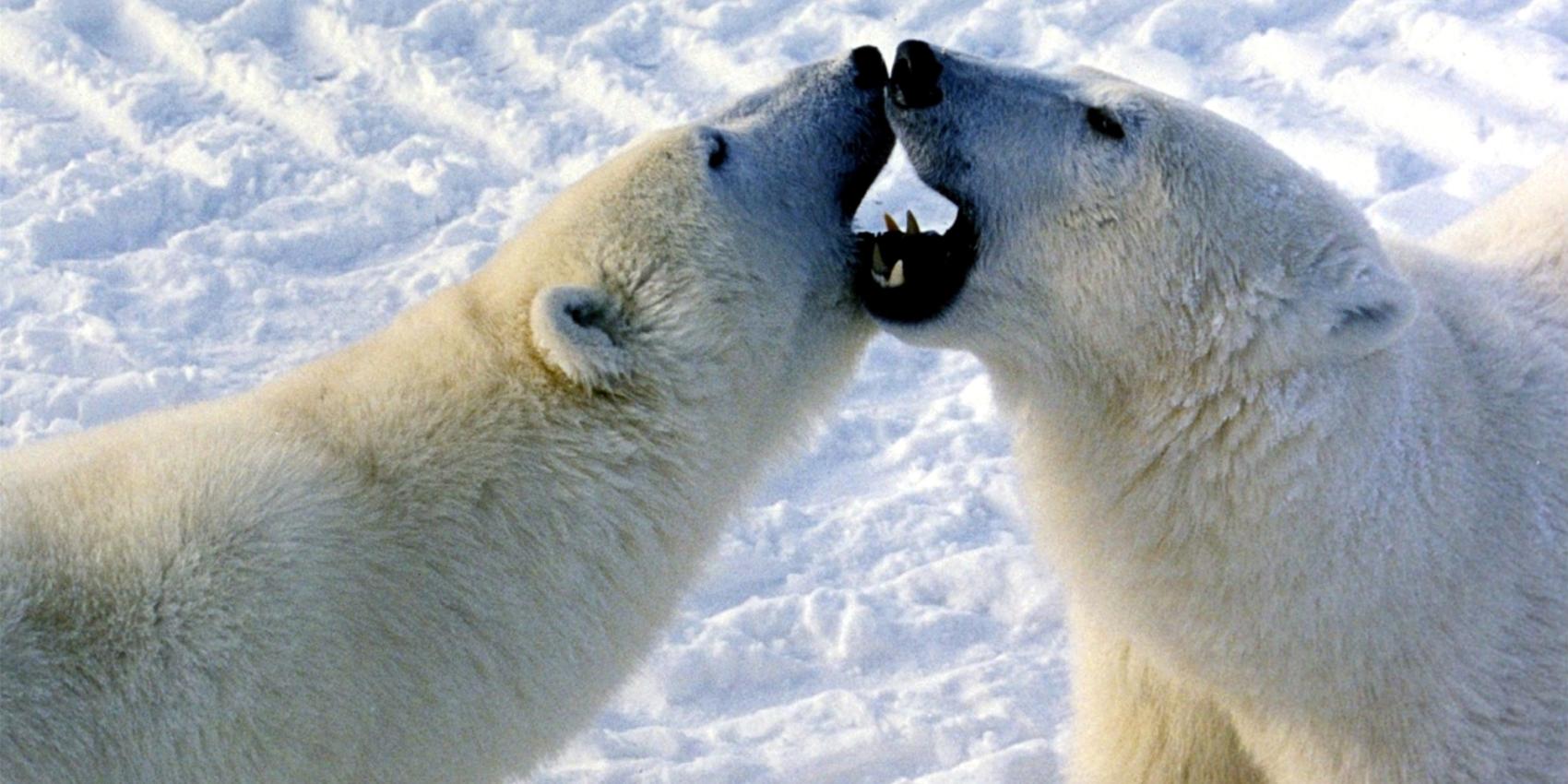  Polar bears engaged in play fight in Churchill, Canada.