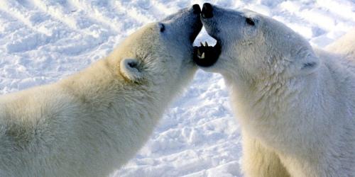  Polar bears engaged in play fight in Churchill, Canada.